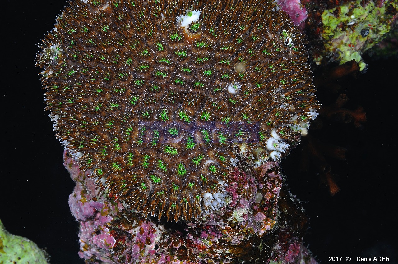Galaxea fascicularis corail gazon-Safaga Tobia harba-4m-20171121-Denis-ADER-DSC_3380_tn.jpg